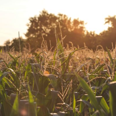 corn field